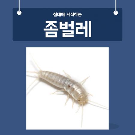 침대벌레